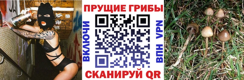Галлюциногенные грибы Cubensis  Новоалександровск 