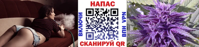 Каннабис план  купить закладку  Новоалександровск 